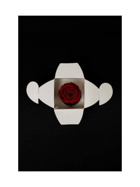 Trandafir Roșu Uscat Mic Alb Perlat Cutie De Hârtie 6/4cm