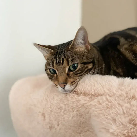 Katzenbett Hoopo Flip Beiges
