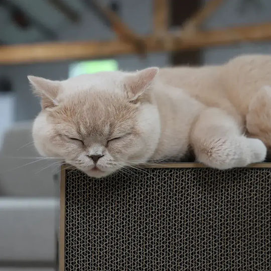 2in1 Cat House Hoopo White