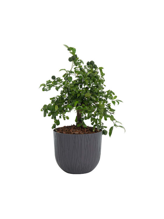 Plastecnic Саксия за цветя Пластмасова 30x30см