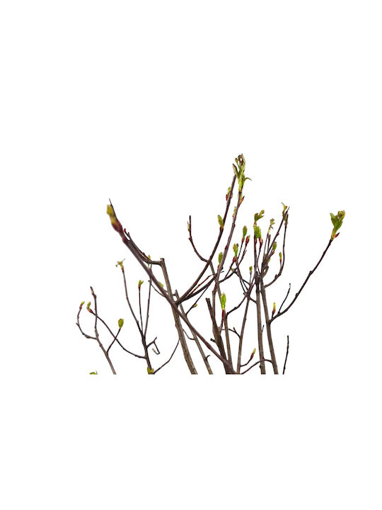 Αρώνια Viking Aronia Prunifolia – Φυτό Αρώνια Viking Aronia Prunifolia – Φυτό