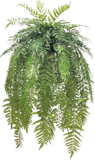 Fern Potted Plant Marhome