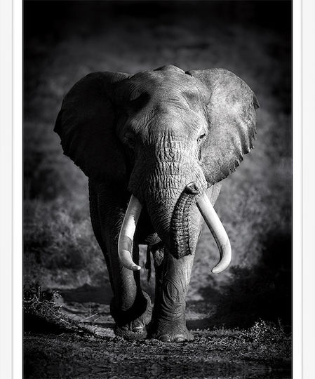 Walls Poster Wooden