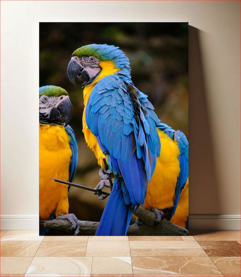Colorful Parrots Πολύχρωμοι Παπαγάλοι