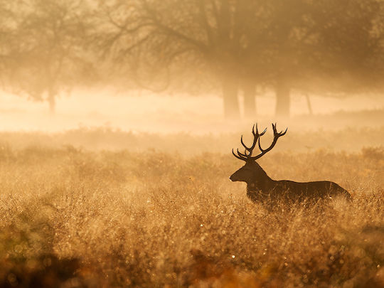 Deer P
