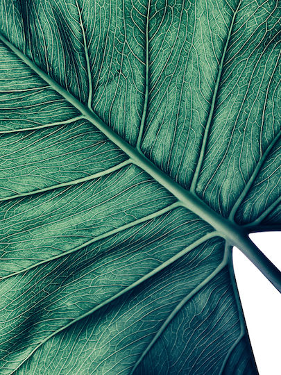 Poster Tropical Palm Leaf Pst25157 21cm X 30cm Λευκό Κάδρο Pvc