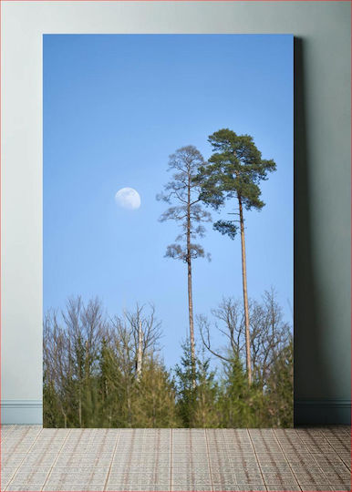Tall Trees Under Moonlight Ψηλά Δέντρα Κάτω Από Το Φως Του Φεγγαριού σε Καμβά