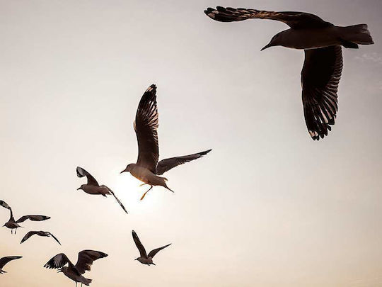 Poster Birds Pst25206 30cm x 40cm Rahmen aus Dunkel Naturholz Braun