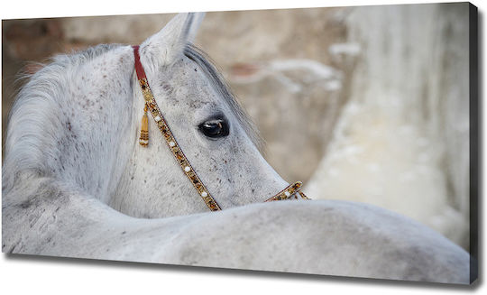 Panou Pânză Birou Spațiu Profesional Cal Arab Alb 120x60 Cm