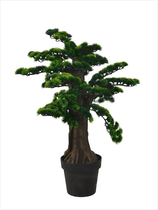Bonsai În Aer Liber ForAll