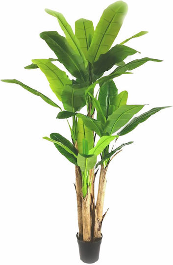 Outdoor Musa Tree Newplan
