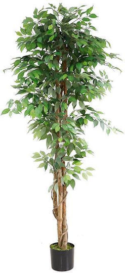 Outdoor Ficus Lyrata Newplan