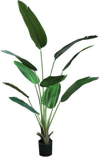 Outdoor Musa Tree Newplan