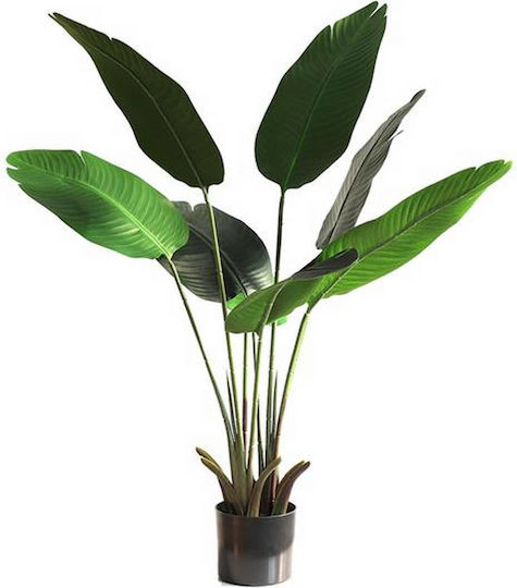 Musa Potted Plant Newplan