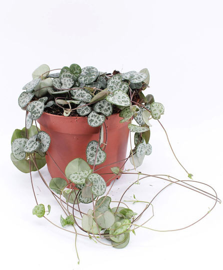 Ceropegia Woodii ”String Hearts” Plantă Atârnată Ceropegia Woodii ”String Hearts” Plantă Atârnată