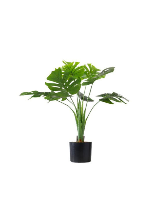 Μονστέρα σε Γλάστρα 70cm Gardin