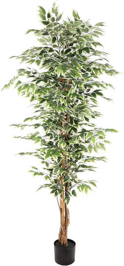 Supergreens Beliebte Pflanzen/Bäume Ficus im Freien