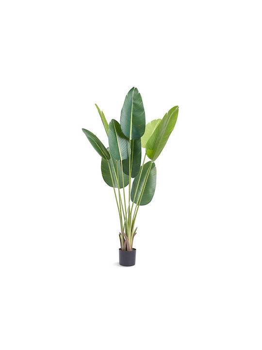 Bird of Paradise Outdoor Vevor Bird of Paradise Outdoor Vevor