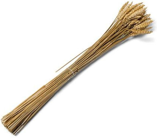 Αποξηραμενο Σταχυ 70g 60cm Beauty Home