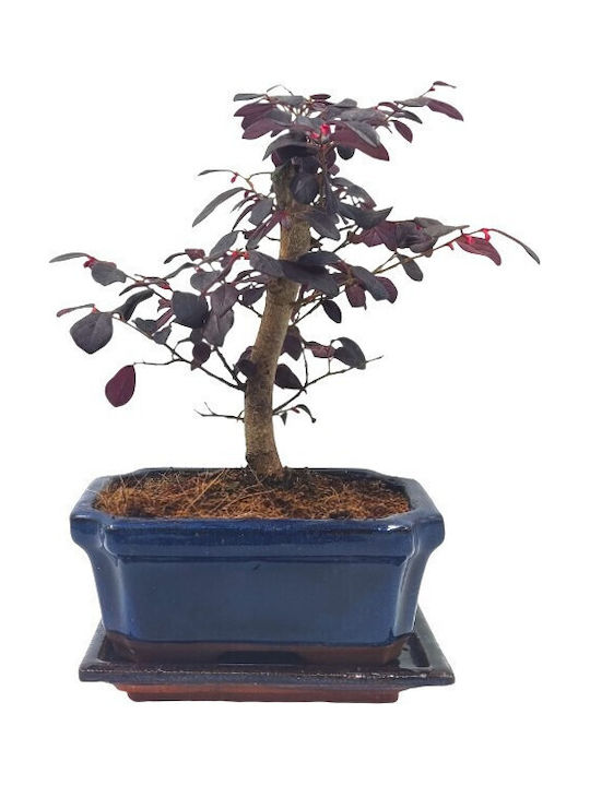 Bonsai “Loropetalum Rubra” – 15 Cm
