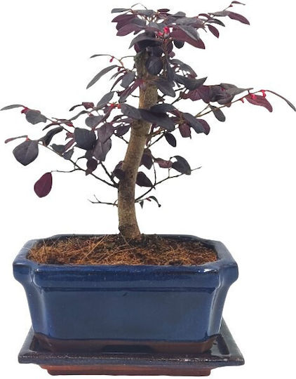 Bonsai Loropetalum Rubra – 15 cm