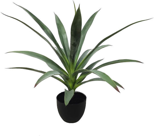 Yucca in Topfpflanze Supergreens Yucca in Topfpflanze Supergreens