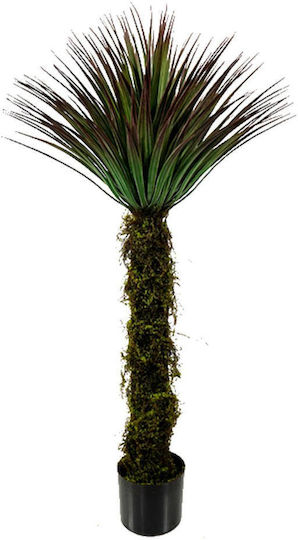 Yucca Дърво На Открито Supergreens