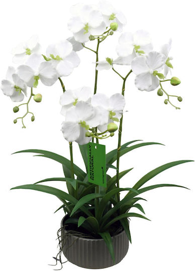 Outdoor Orchid White Supergreens