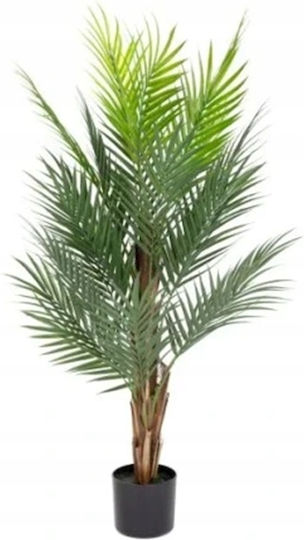 Palmier Areca În Ghiveci Negru