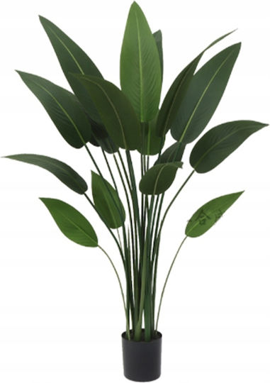 Outdoor Musa Tree