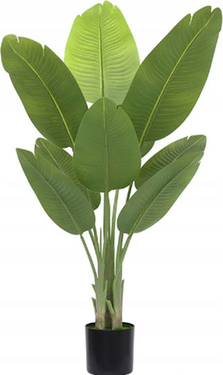 Bird of Paradise Outdoor Tree