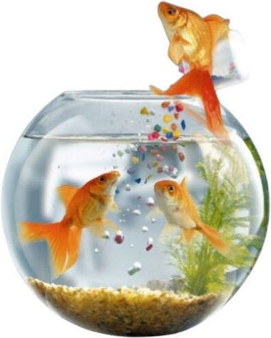 Hrană pentru pești All Pet Oliver Goldfish 200g