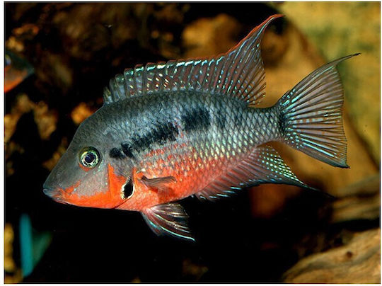 Thorichthys Meeki Ciclid Gură de Foc 5-6cm