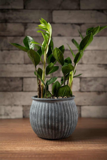 Aquaplant Ceramic Plant Pot Gray