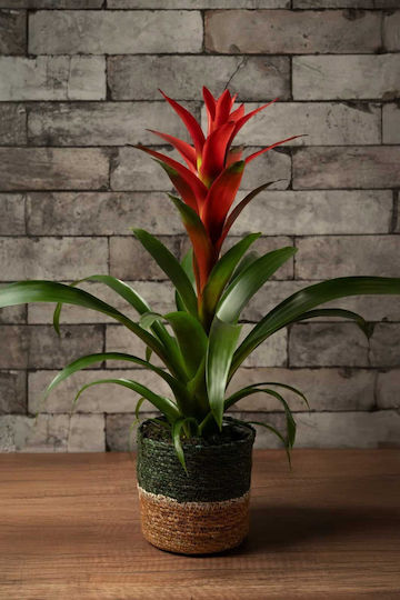 Handmade Wicker Decorative Plant Pot 14/14cm