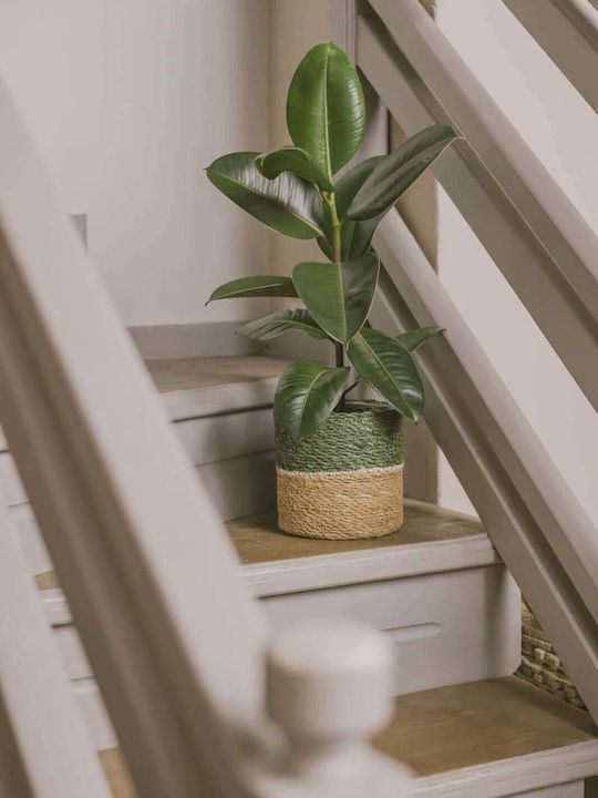 Ficus Robusta Растение За Вътрешен Прозорец 20/50см