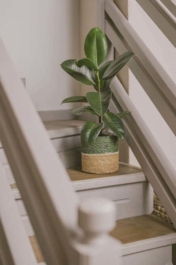 Ficus Robusta Plantă De Interior 20/50cm
