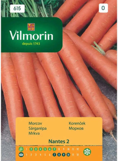 Vilmorin Semințe Morcov Nantes