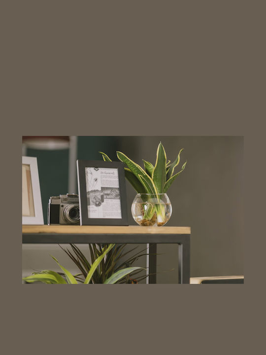 Planta Sansevieria Hidroponică Pentru Interior 12/25cm Con Transparent Din Sticlă 480ml
