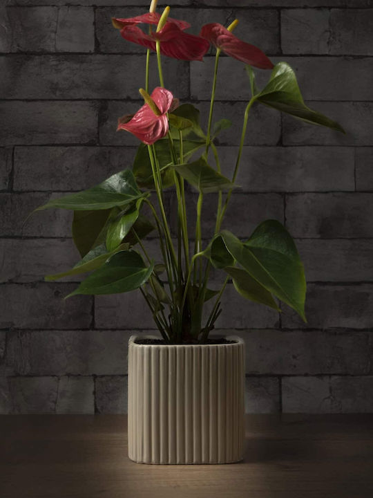 Aquaplant Pflanzentöpfe Keramik Beige