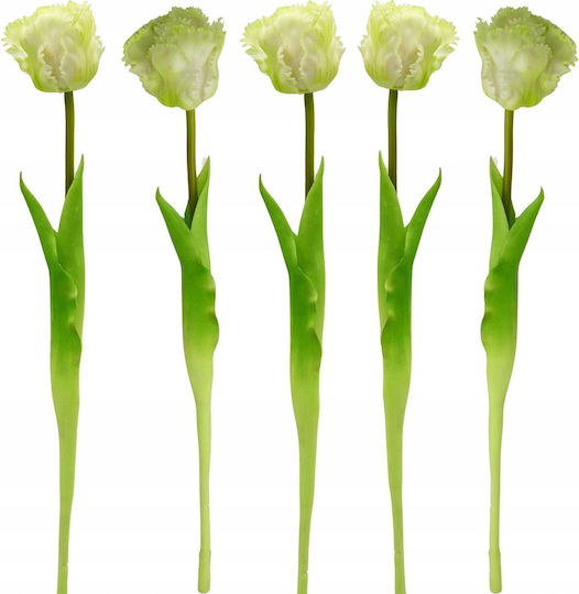 Tulpe Weiß Saska Garden