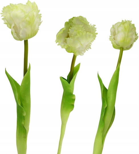 Tulpe Weiß Saska Garden