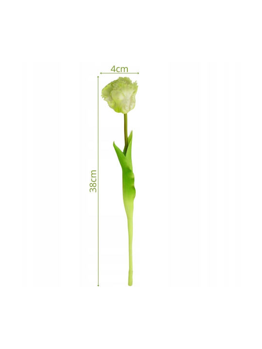 White Tulip Saska Garden