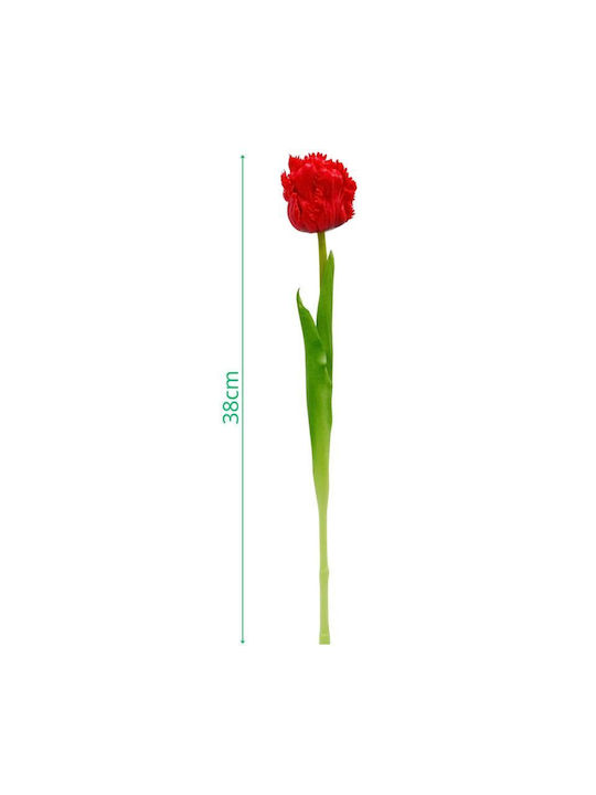 Red Tulip Saska Garden
