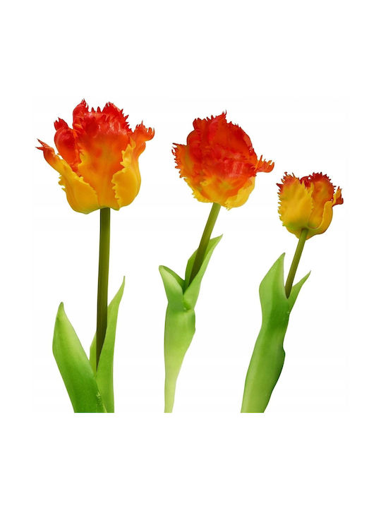 Orange Tulip Saska Garden