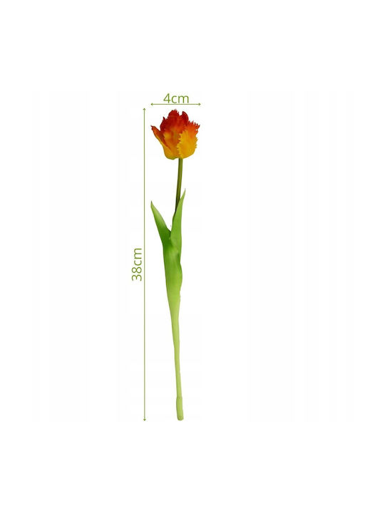 Orange Tulip Saska Garden