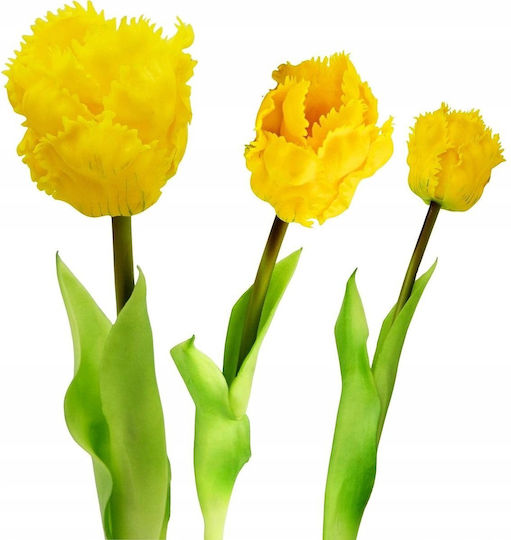 Gelbe Tulpe Saska Garden
