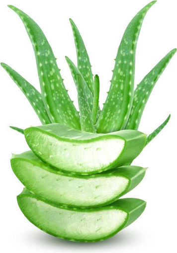 Urtekram Aloe Vera Σαμπουάν Αναδόμησης/Θρέψης για Όλους τους Τύπους Μαλλιών 500ml
