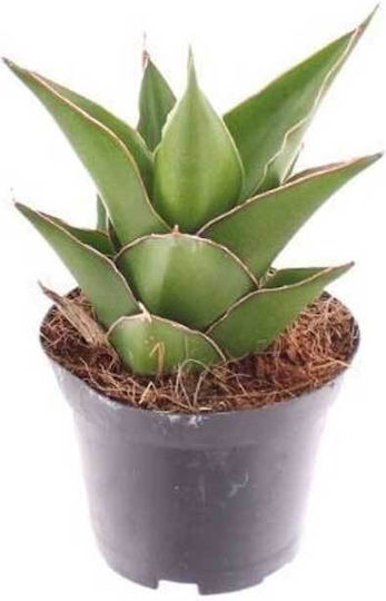 Sansevieria 'samurai' 6cm Sansevieria 'samurai' 6cm