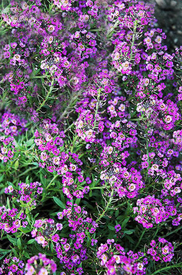 Gemma Samen Süße Alyssum Violett 0.5gr